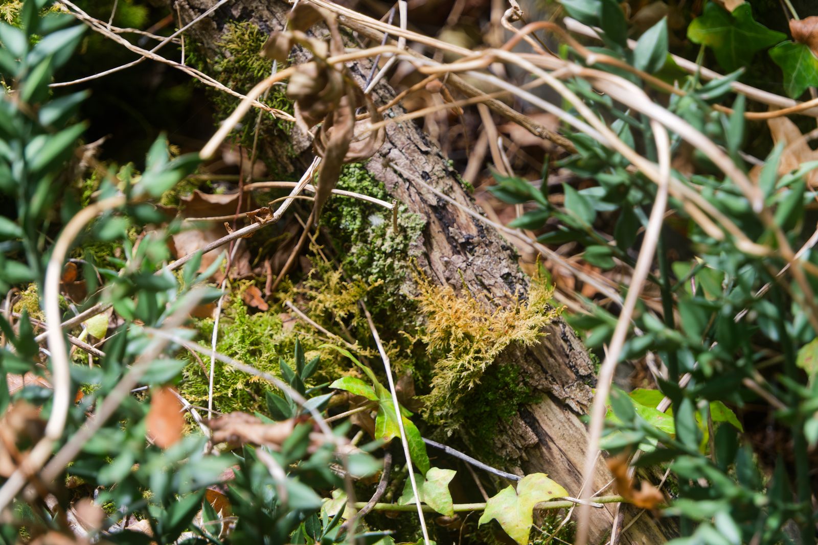 Lichen et mousse jaune-vert sur une écorce, parmi des feuilles de lierre