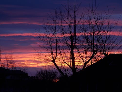 Foto d'estoc gratuïta de a l'aire lliure, alba, arbres