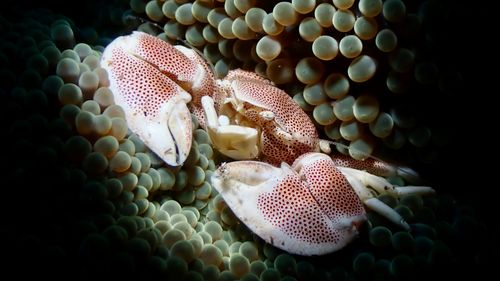 Free Close-up of a porcelain crab nestled in a sea anemone in Dauin, Philippines. Stock Photo