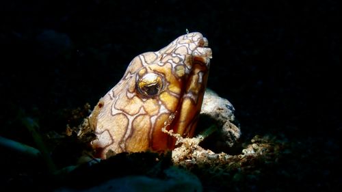 Free Close-up of a Napoleon Snake Eel in the depths of Dauin, Philippines. Stock Photo