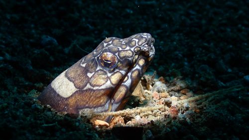Free A detailed underwater shot of a Napoleon Eel emerging from the sand in Dauin, Philippines. Stock Photo