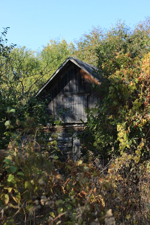 Free A secluded wooden shed surrounded by vibrant autumn leaves and dense foliage Stock Photo