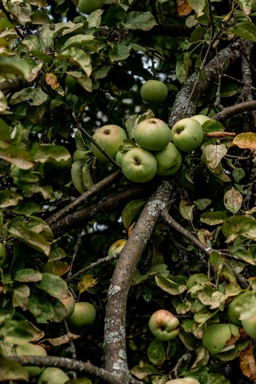 Free Close-up view of green apples hanging on a tree branch in an orchard, perfect for harvest themes. Stock Photo