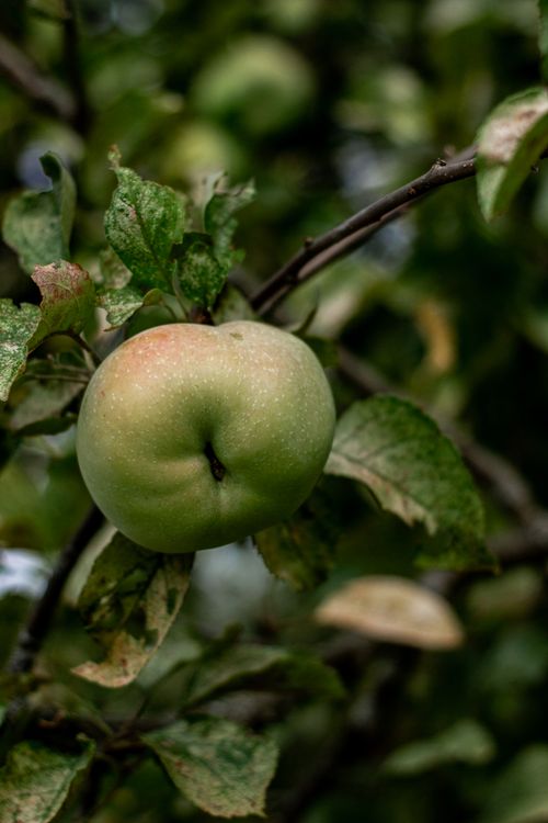Free A green apple with leaves on a tree branch, captured in natural light. Stock Photo