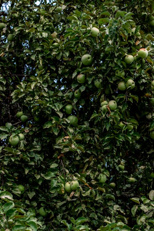 Free Lush green apples growing in abundance on a tree, perfect for autumn harvest scenes. Stock Photo