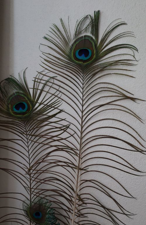 Free Detailed image showcasing the vibrant patterns of peacock feathers against a neutral background. Stock Photo