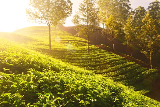Sunlit tea plantations in Munnar, India, showcasing vibrant green fields and scenic natural landscapes.