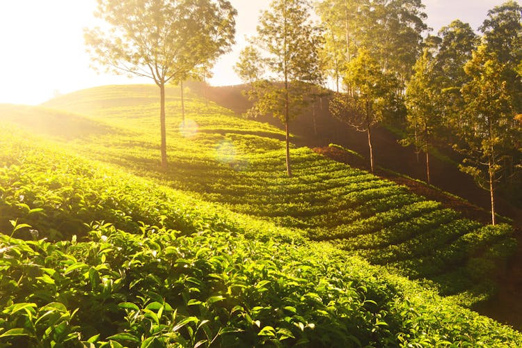 Green Trees And Plants Under Sunny Sky