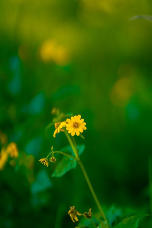 Free Close-up of a vibrant yellow wildflower surrounded by lush green leaves in a natural setting. Stock Photo