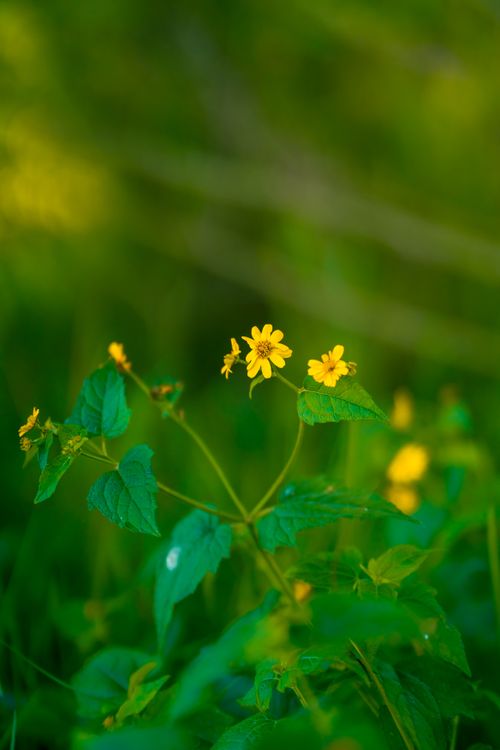 Free Close-up of bright yellow wildflowers in a lush, sunlit meadow, showcasing natural beauty. Stock Photo