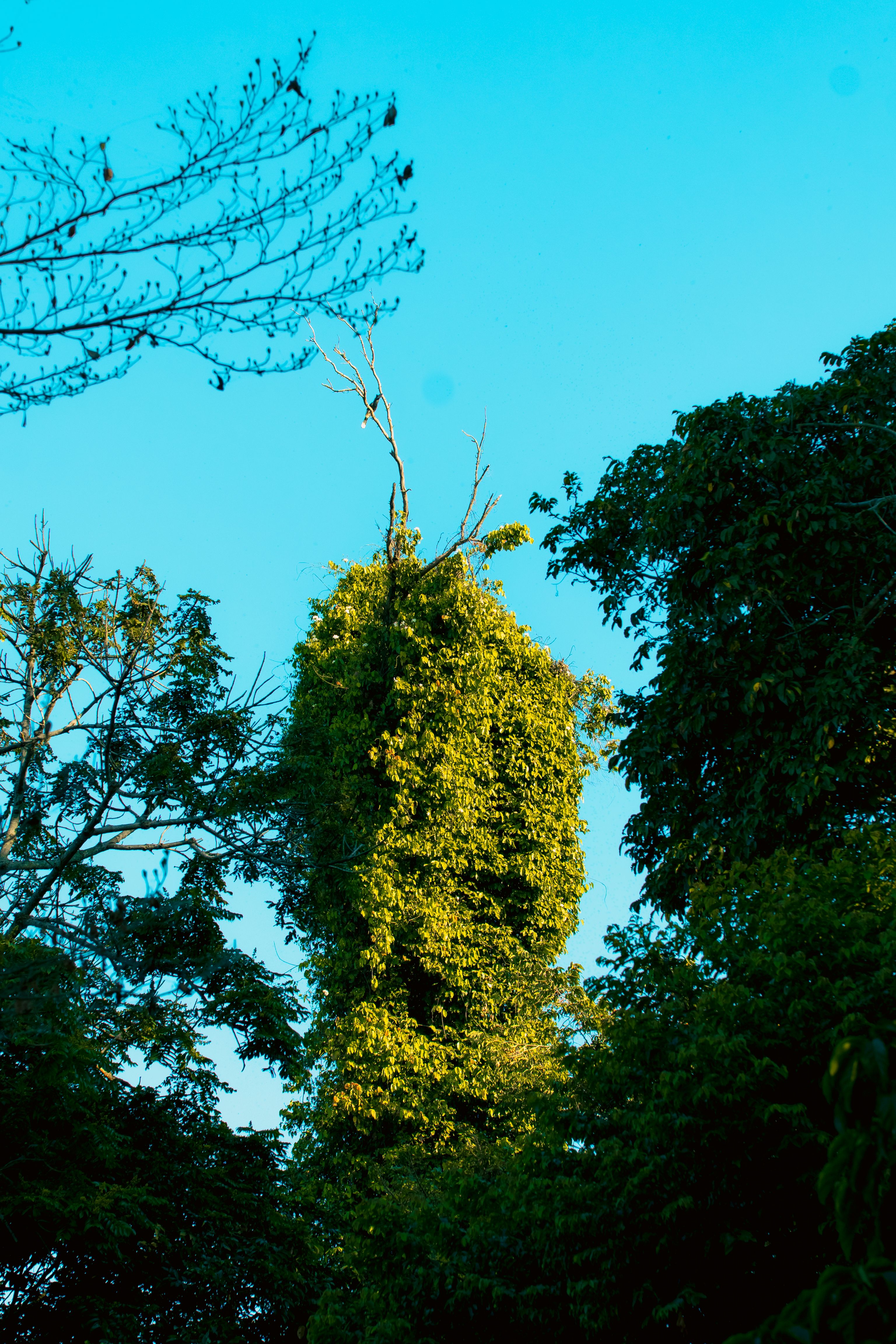 Lush Tree Canopy Against Clear Blue Sky · Free Stock Photo