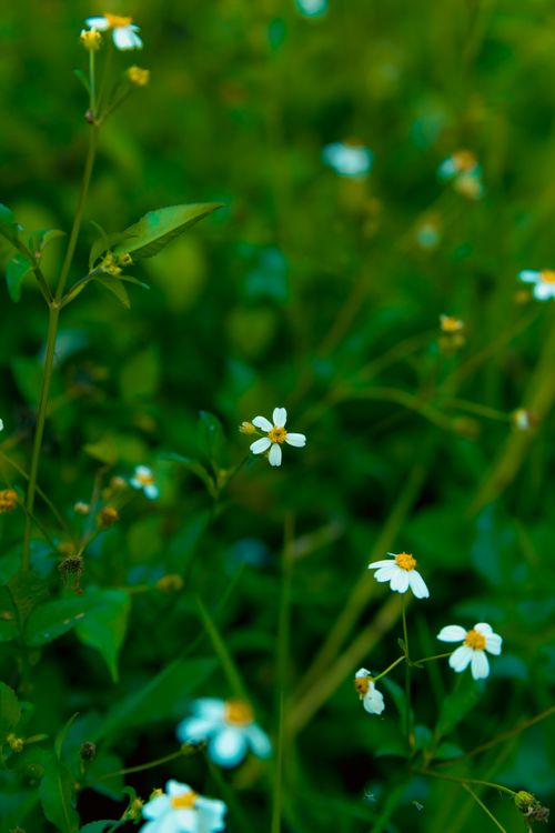 Free Delicate white wildflowers with yellow centers in a lush green field. Stock Photo
