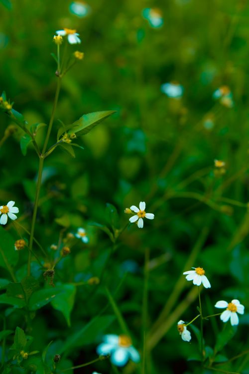 Free Detailed view of small white wildflowers surrounded by lush green foliage. Stock Photo