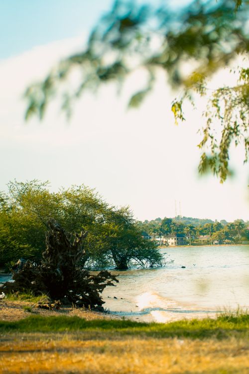 Free Tranquil scene of trees by a lake with gentle water and distant buildings. Stock Photo