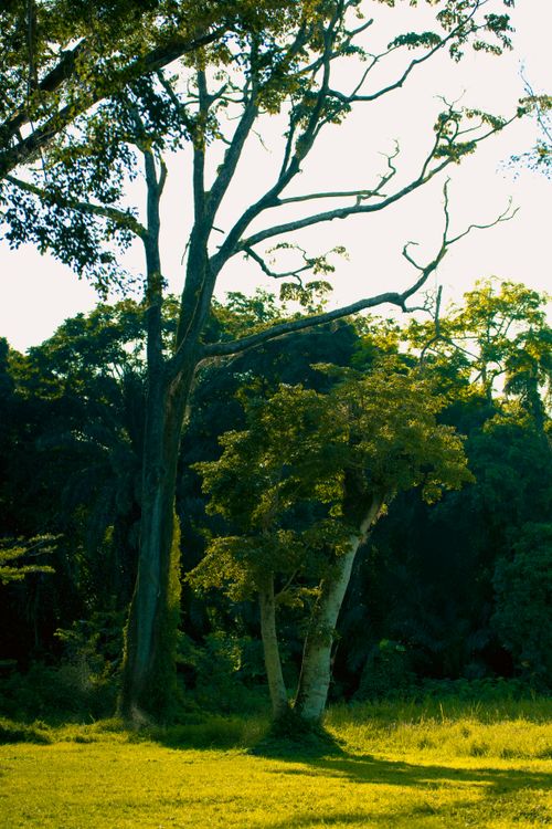 Free Peaceful forest view featuring tall trees and lush greenery at daytime. Stock Photo