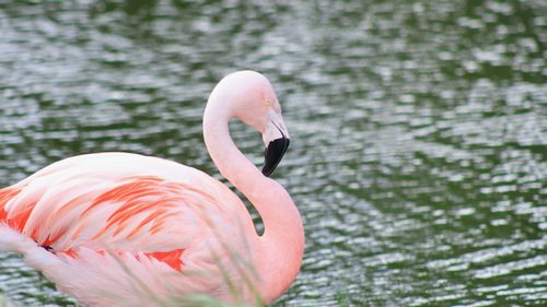 Free Close-up of a graceful pink flamingo standing by the water. Stock Photo