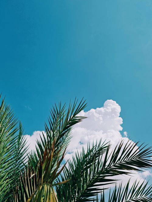 Free Vibrant palm fronds against a bright blue sky with fluffy clouds, evoking a tropical feel. Stock Photo