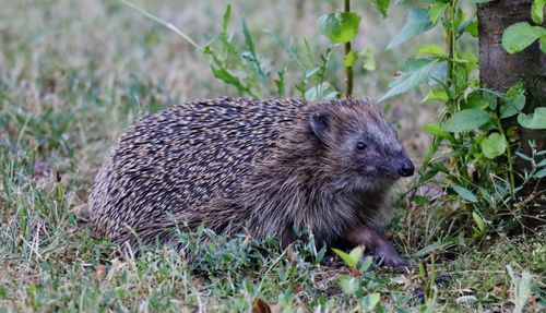 Free Close-up of a European hedgehog foraging in a grassy area, highlighting its natural spines. Stock Photo