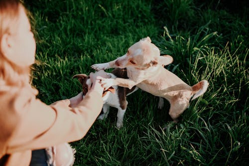 Foto De Cachorro Segurando A Mão De Uma Mulher