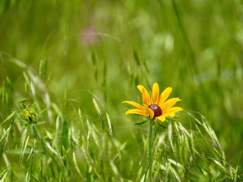 Free Close-up of a vibrant yellow Black-eyed Susan in a lush green meadow, embodying summer's beauty. Stock Photo