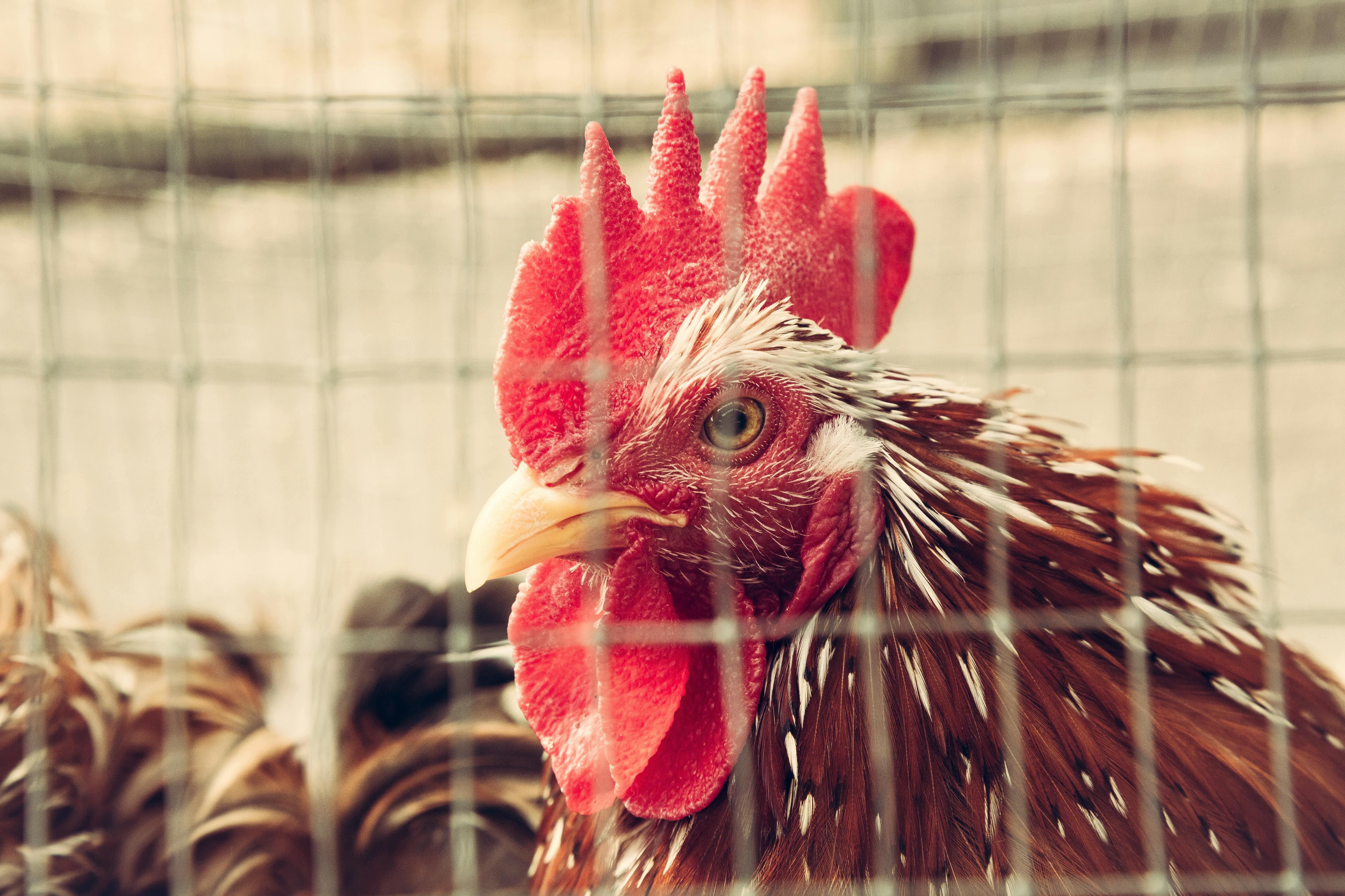 Free stock photo of caged, chicken