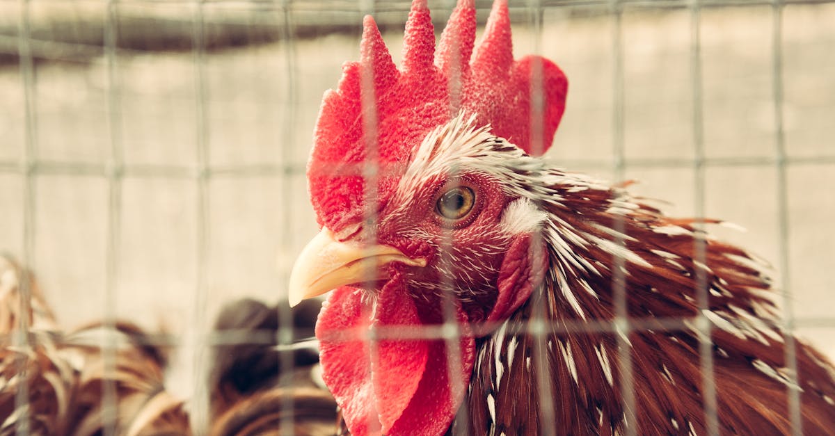 Free stock photo of caged, chicken