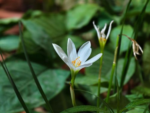 Free Beautiful close-up of a white Rain Lily (Zephyranthes candida) blooming in lush green foliage. Stock Photo