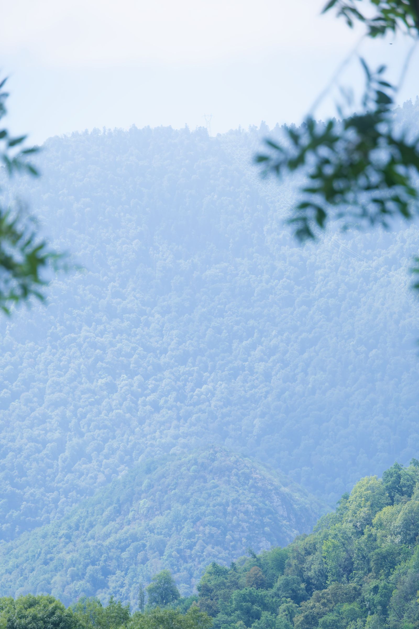 Forêt de montagne brumeuse aux tons pastel, encadrée de branches surplombantes