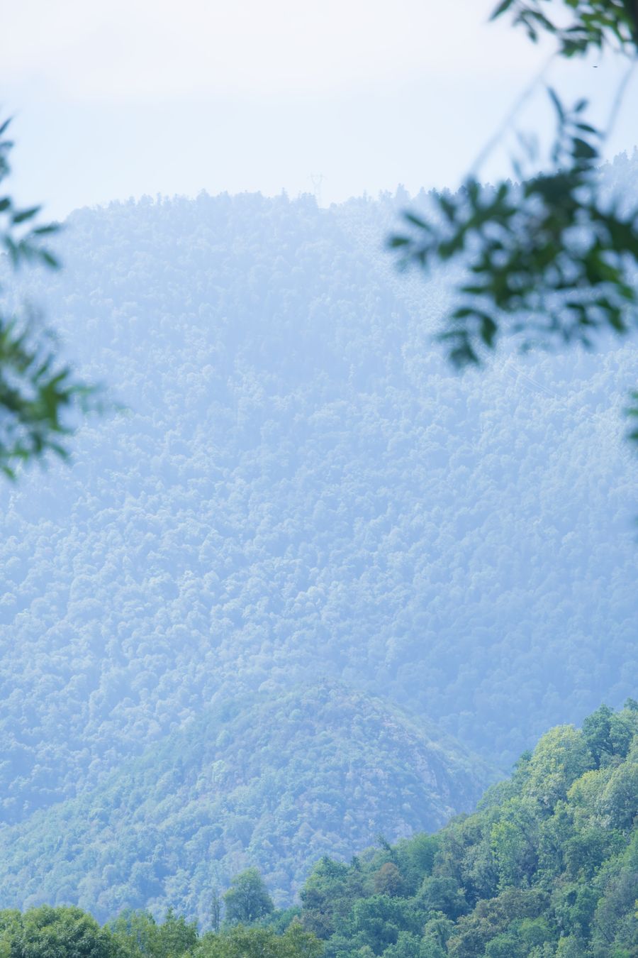 Hazy pastel-toned mountain forest framed by overhanging branches