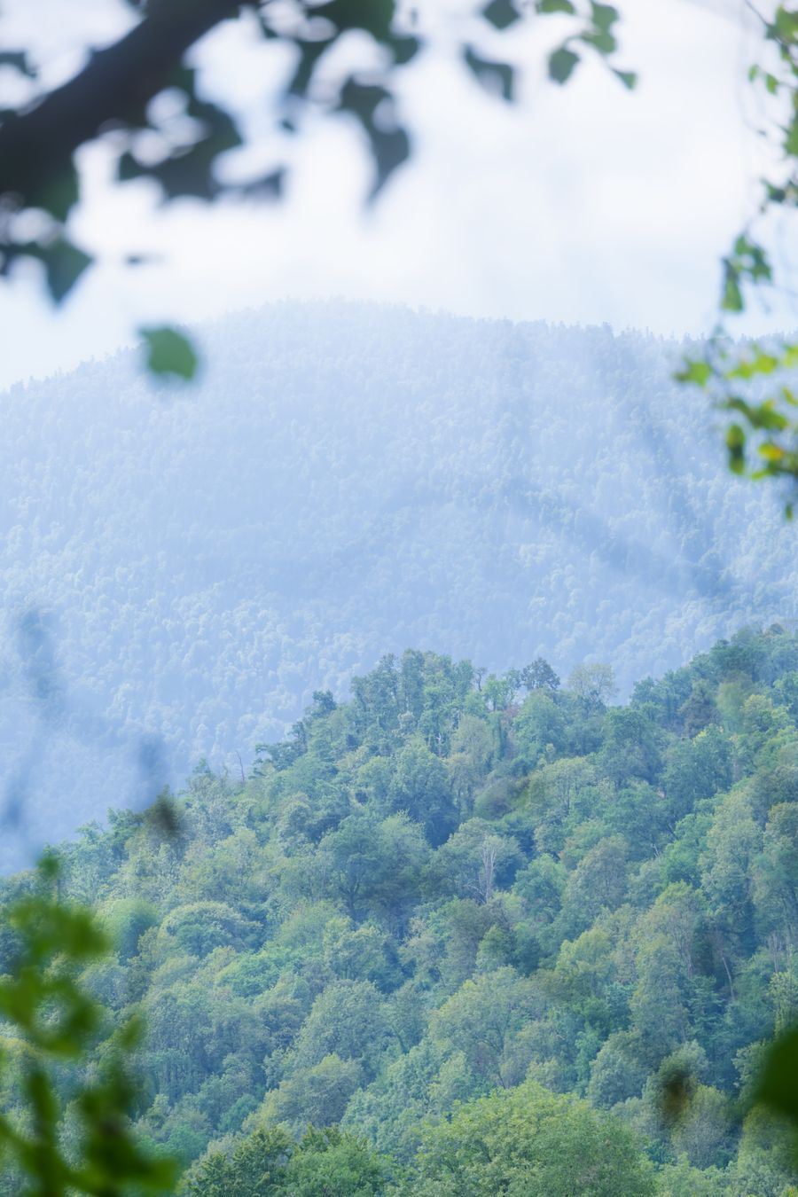 Sunlit treetops fade into hazy pastel mountains near Pau