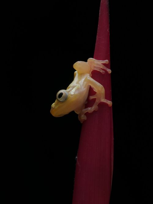 Free A vivid glass frog clings to a colorful plant stem against a black background. Stock Photo