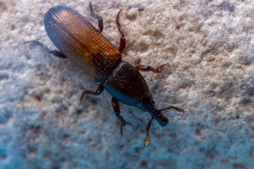 Free Detailed macro image of a weevil on a textured stone surface in Valencia, Spain. Stock Photo