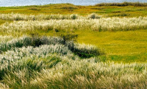 Free Vibrant green grasslands stretch towards a calm lake under a bright, clear sky. Stock Photo