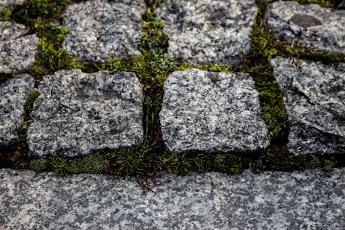 Free stock photo of detail, green, moss