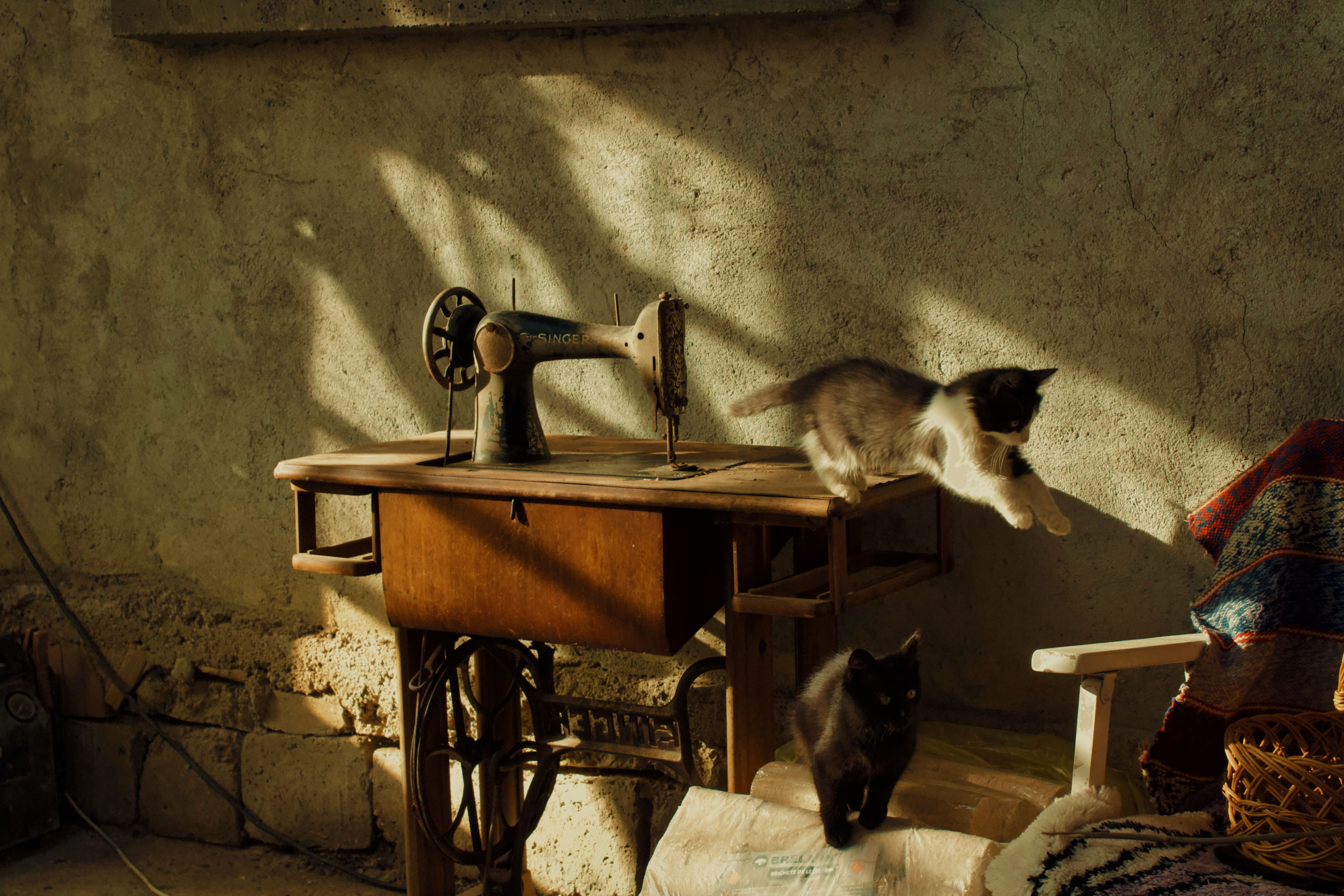 Two kittens playing on and around a vintage sewing machine in warm indoor lighting.
