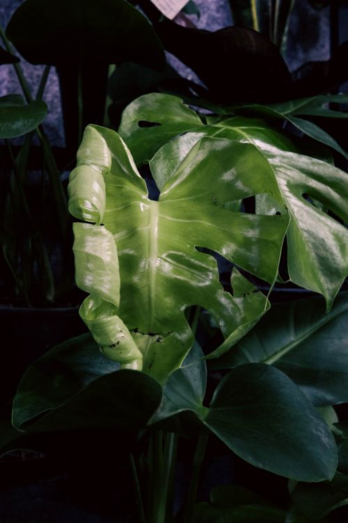 Free Vibrant green Monstera leaf with intricate patterns, perfect for botanical themes. Stock Photo