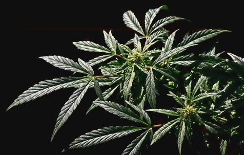 Free Detailed close-up of cannabis plant leaves highlighted by sunlight. Perfect for botanical studies. Stock Photo