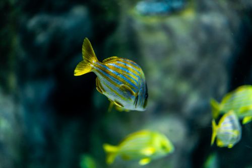 Free Close-up view of colorful tropical fish swimming in a Rio de Janeiro aquarium, showcasing their vibrant scales. Stock Photo