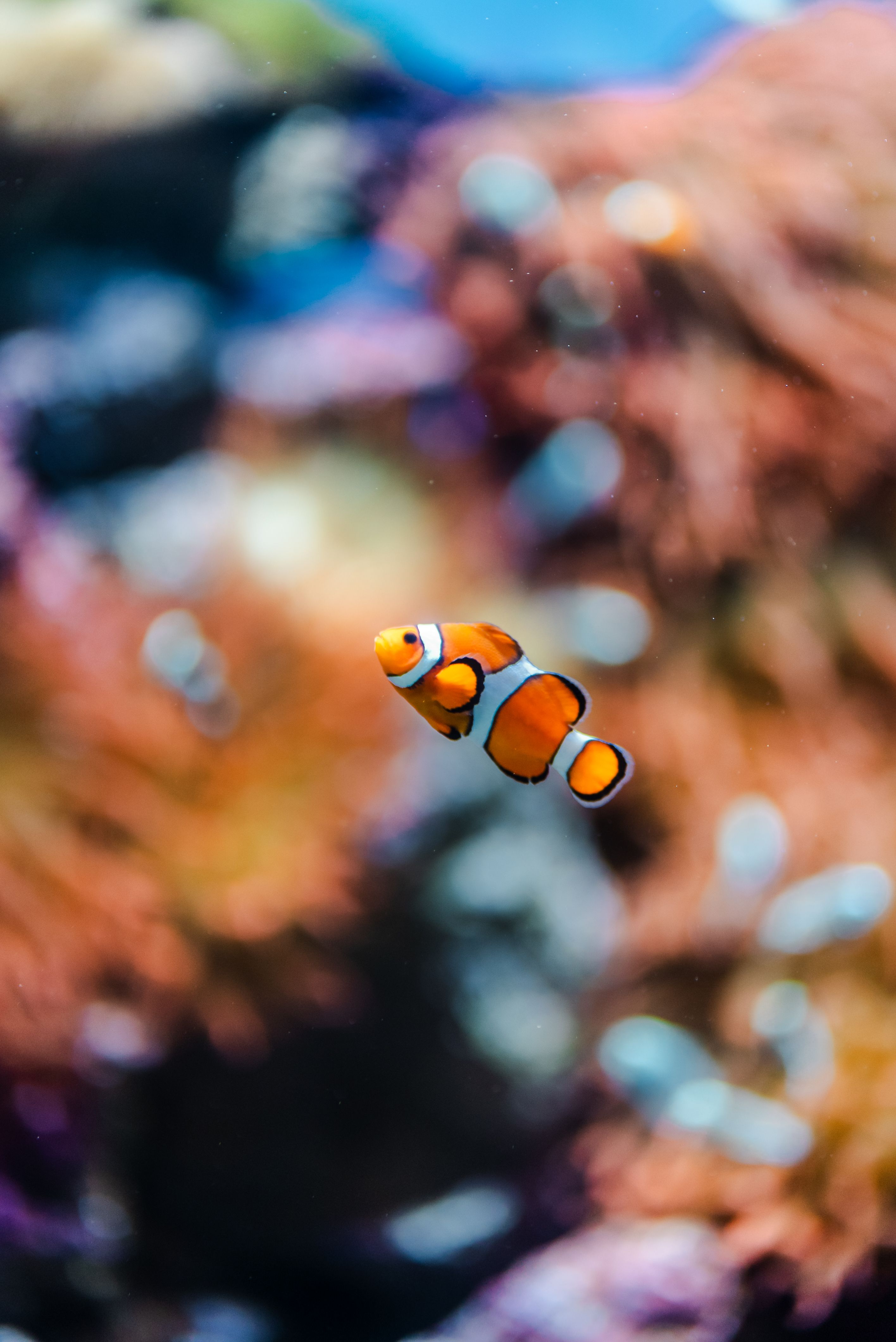Colorful clownfish swims amidst vibrant coral in a Rio de Janeiro aquarium.