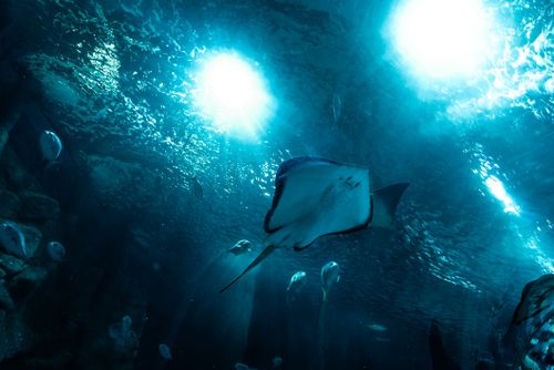 Free Majestic manta ray swimming gracefully in Rio de Janeiro's marine aquarium, Brasil. Stock Photo