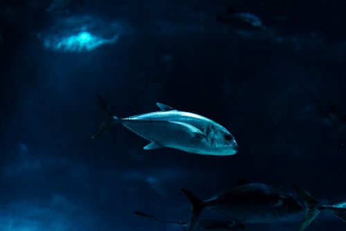Free Close-up of a silver fish swimming in an aquarium, Rio de Janeiro. Stock Photo