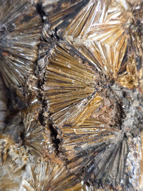 Free Detailed view of fossilized crystals showcasing natural geological patterns. Stock Photo