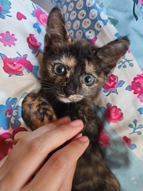 Free Cute tortoiseshell kitten resting on a floral-patterned blanket with a human hand nearby. Stock Photo