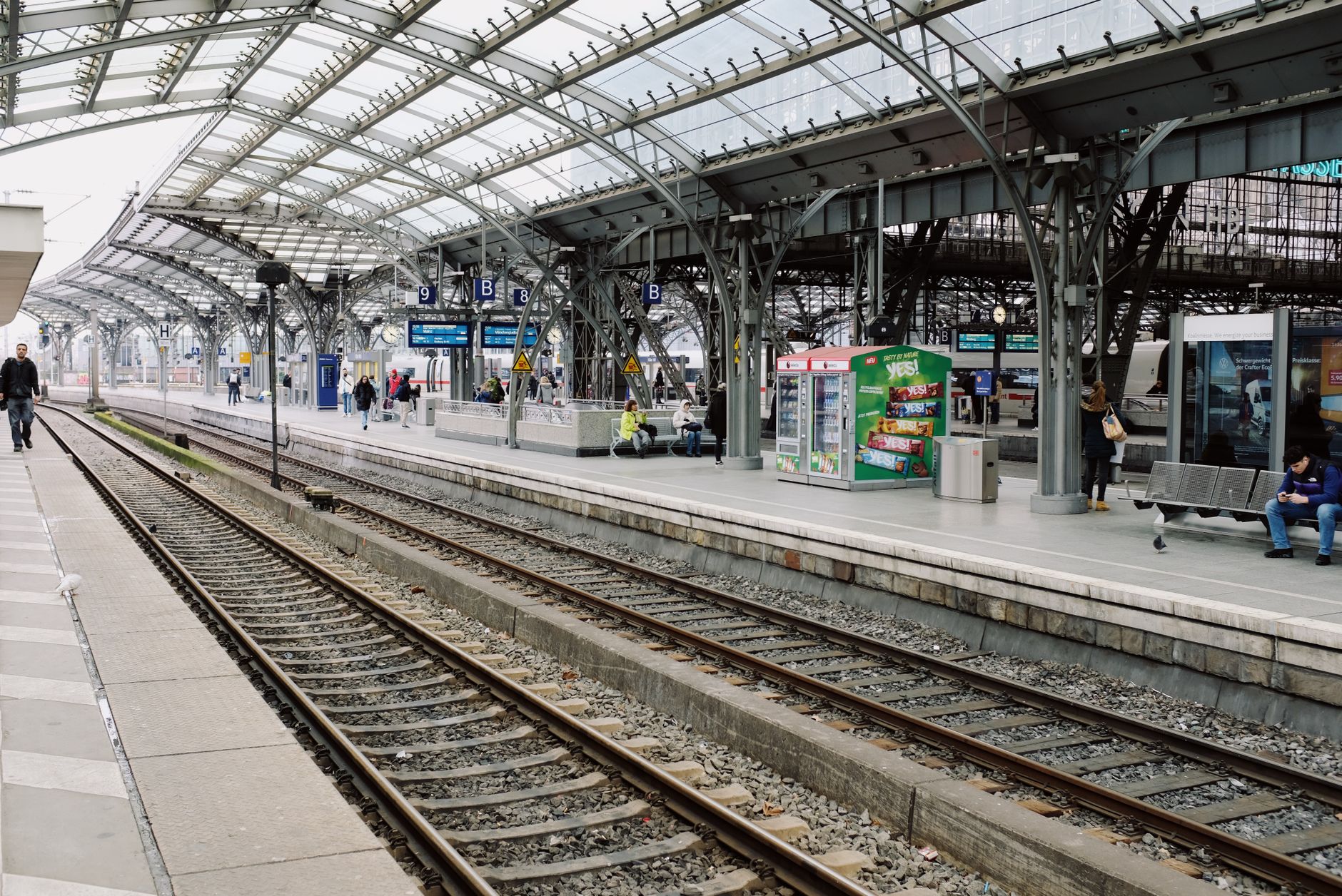 Die Kölner Stadttaube