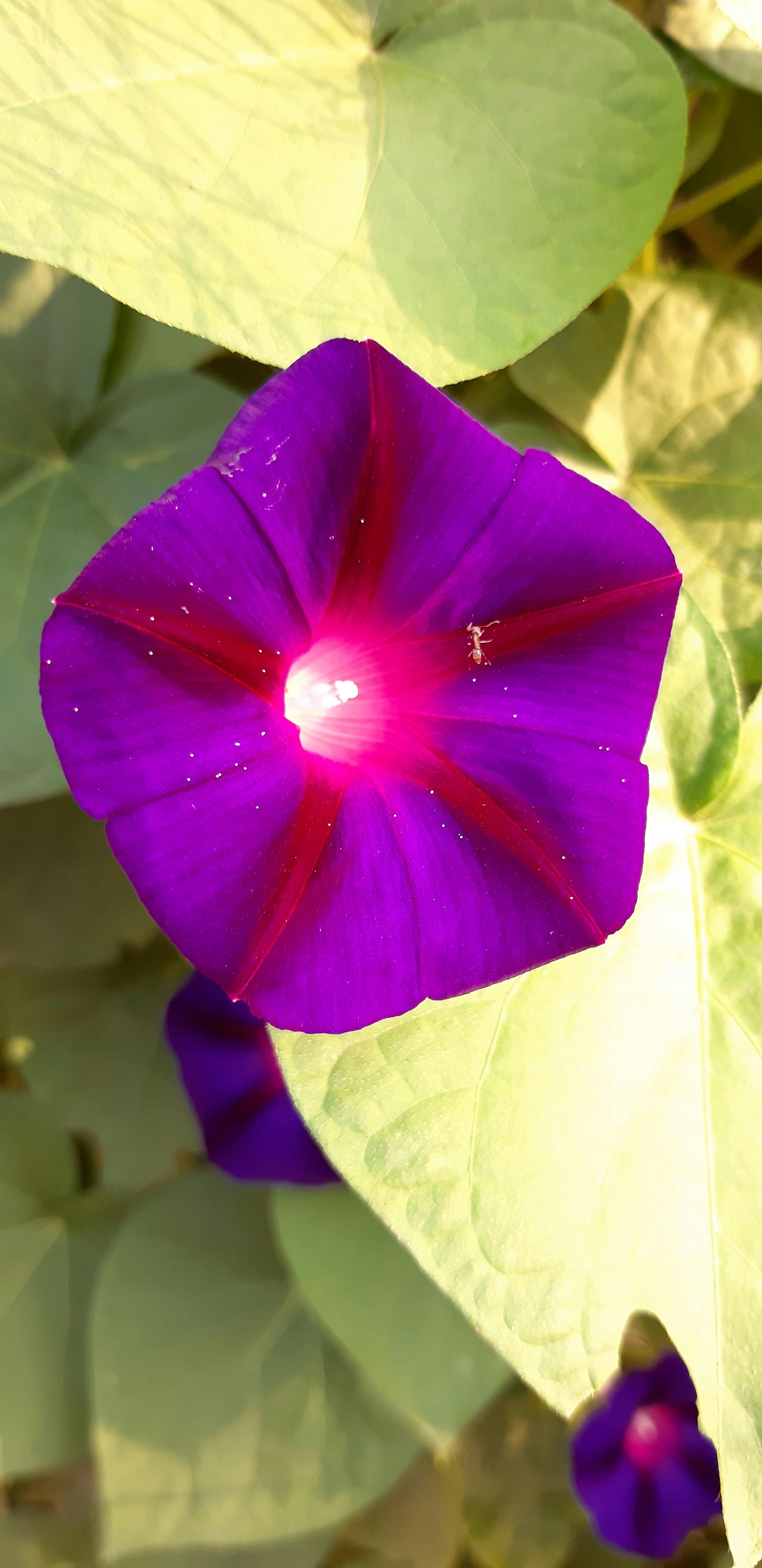 有关开花植物, 美丽的花, 螞蟻的免费素材图片
