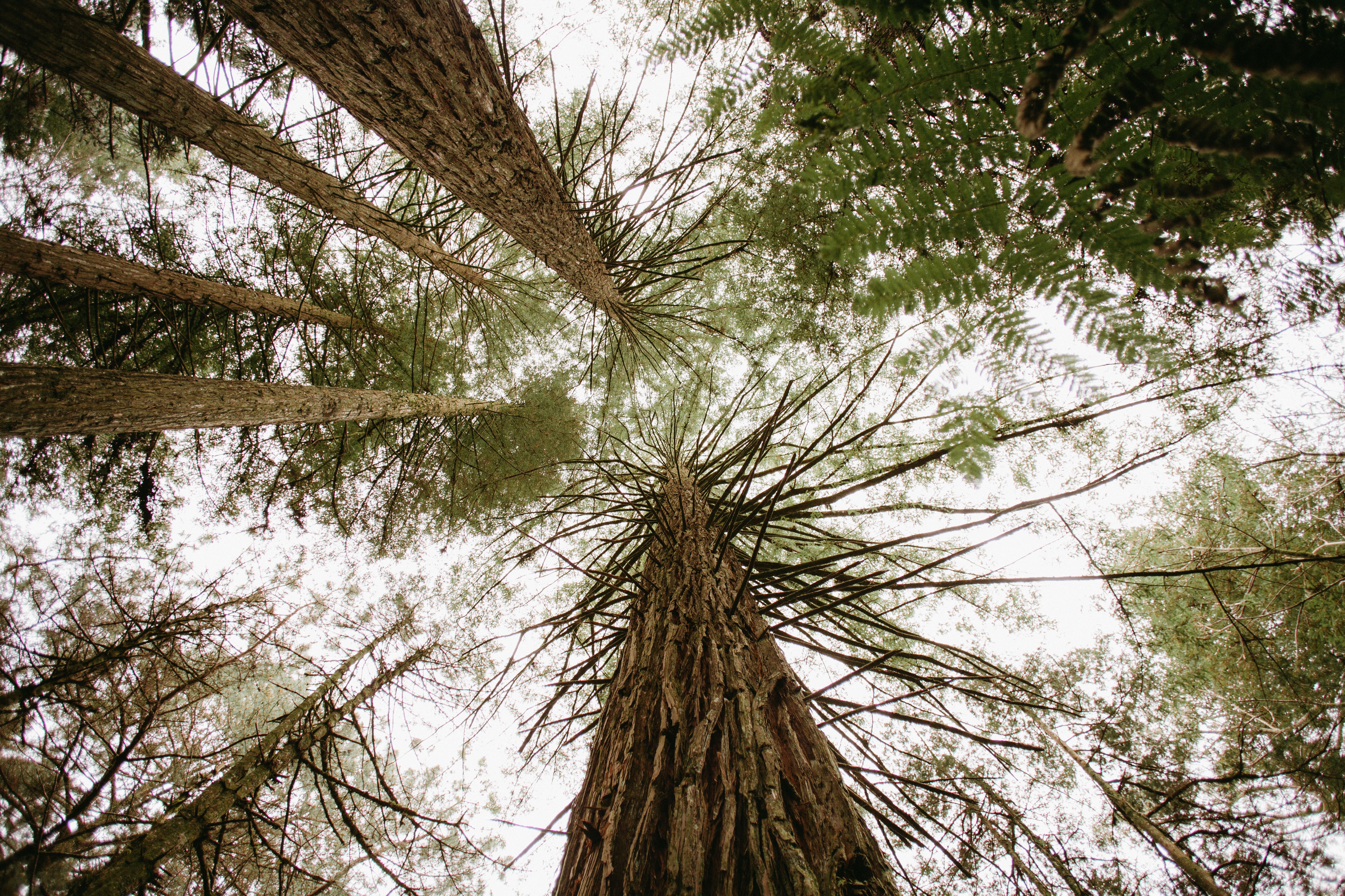 Looking up through redwood tree canopy from below — coast redwood growing Surrey BC