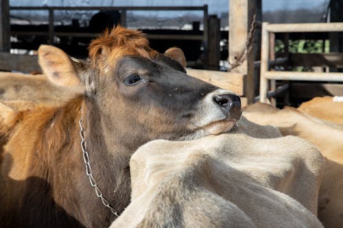 Δωρεάν στοκ φωτογραφιών με αγελάδα, αγρόκτημα, αγροτικός Φωτογραφία από στοκ φωτογραφιών