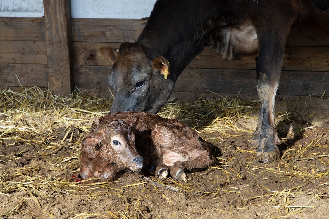 Безкоштовне стокове фото на тему «корова, новонароджений, ссавець» стокове фото