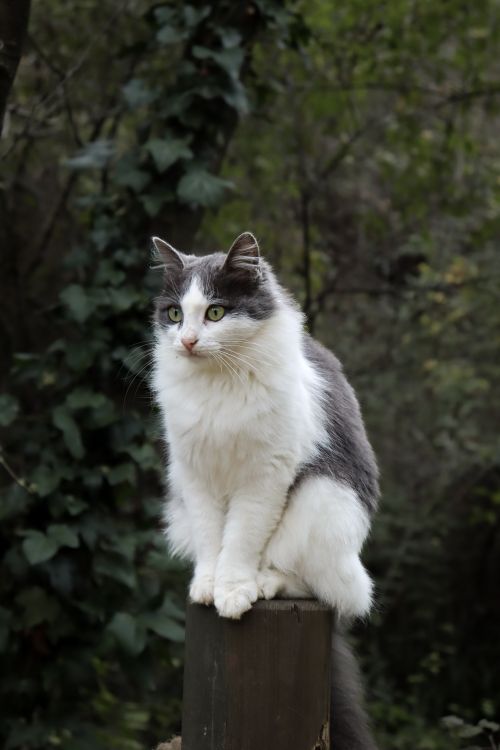 Free A fluffy domestic cat sits attentively on a post surrounded by lush greenery. Stock Photo