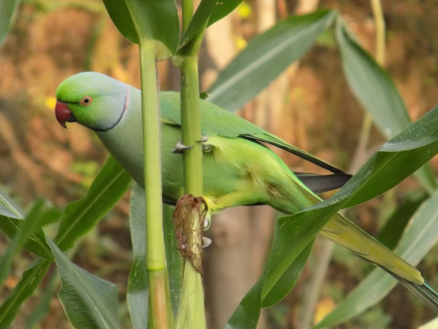 Assorted hand tools displayed on a wooden table